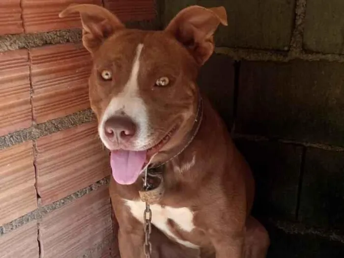 Cachorro raça Pit-Bull idade 1 ano nome TOOR