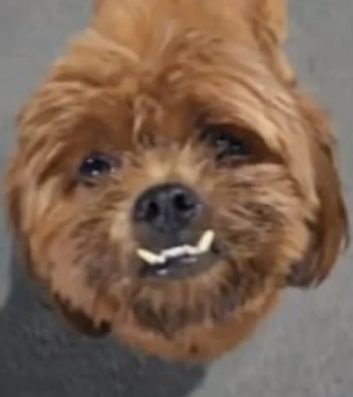 Cachorro raça Shitzu idade 7 a 11 meses nome Nino 