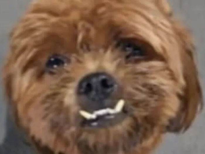 Cachorro raça Shitzu idade 7 a 11 meses nome Nino 