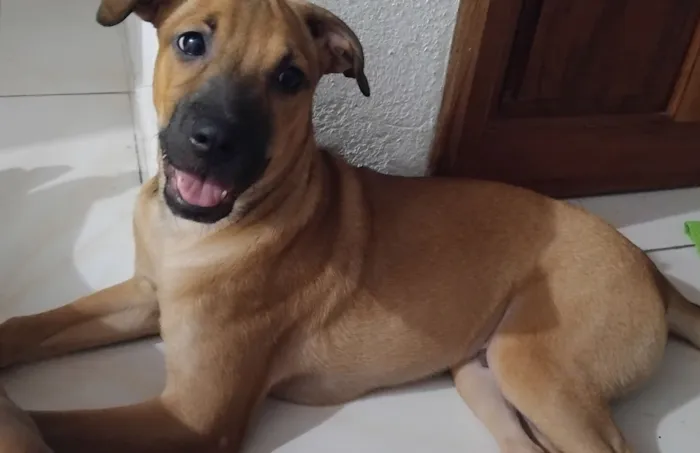 Cachorro raça SRD-ViraLata idade 2 a 6 meses nome Jhon wick