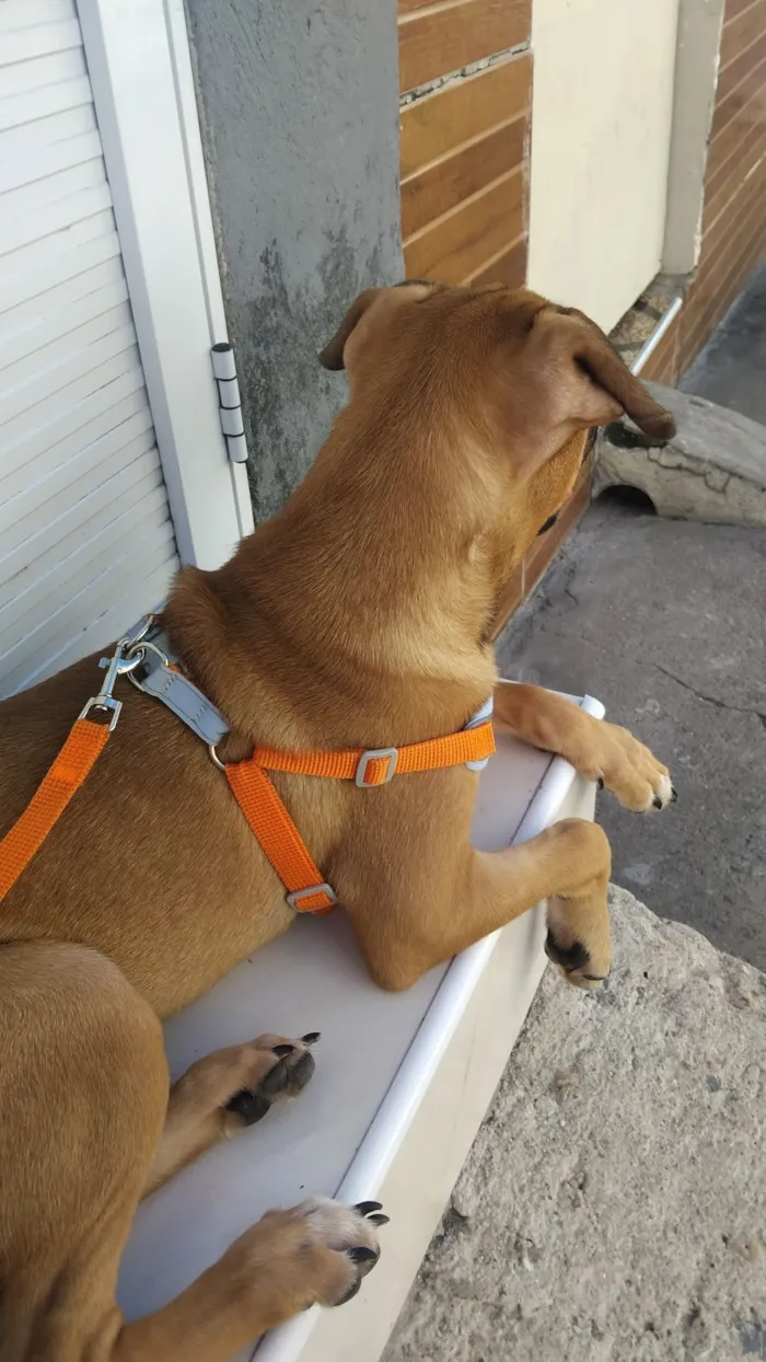 Cachorro raça SRD-ViraLata idade 2 a 6 meses nome Jhon wick