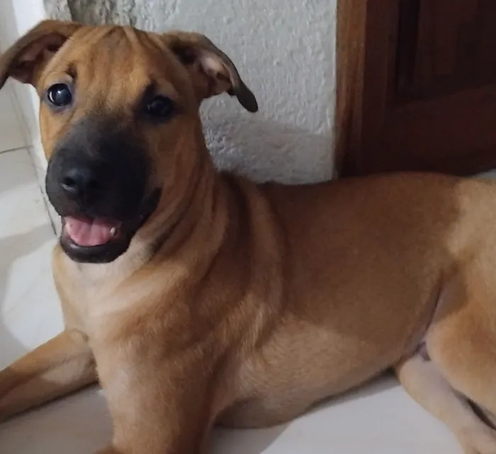 Cachorro raça SRD-ViraLata idade 2 a 6 meses nome Jhon wick