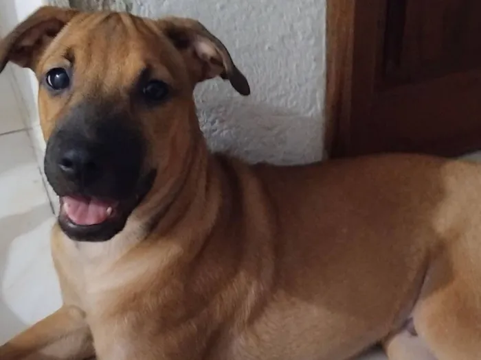Cachorro raça SRD-ViraLata idade 2 a 6 meses nome Jhon wick