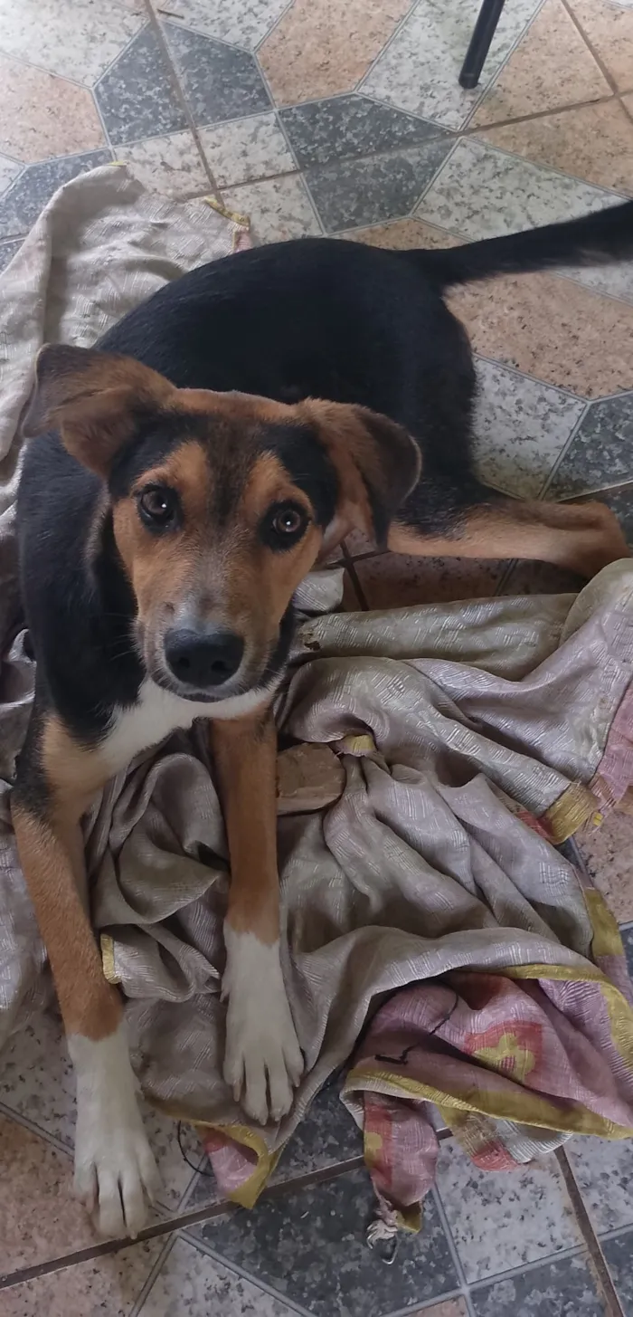 Cachorro raça SRD-ViraLata idade 2 a 6 meses nome Duque