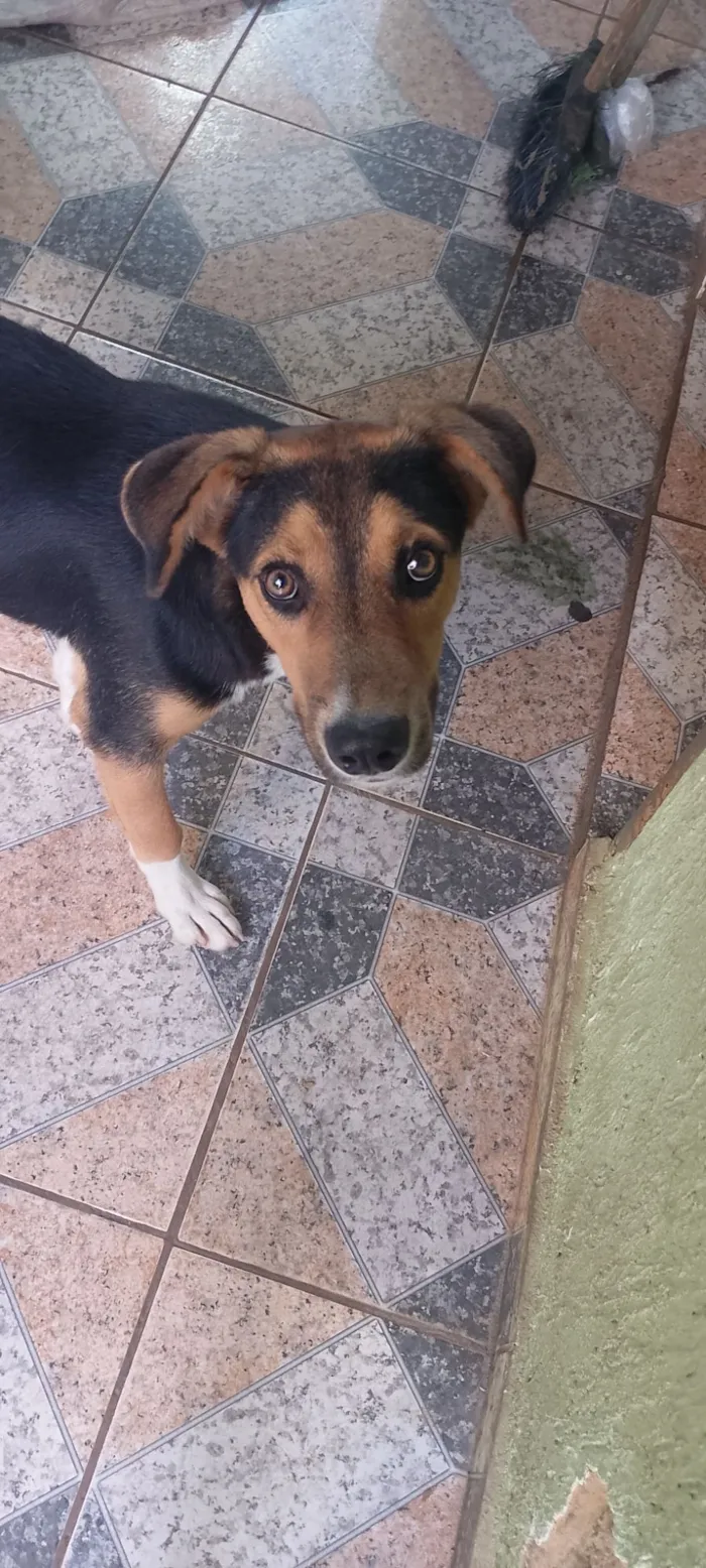 Cachorro raça SRD-ViraLata idade 2 a 6 meses nome Duque