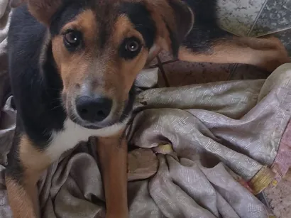 Cachorro raça SRD-ViraLata idade 2 a 6 meses nome Duque