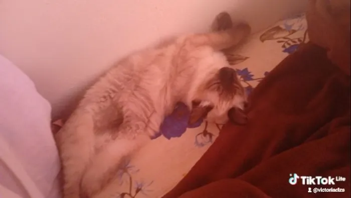 Gato raça Siamês idade 7 a 11 meses nome doação de gatas siameses 8 meses 