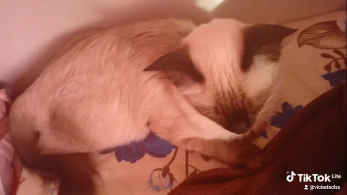 Gato raça Siamês idade 7 a 11 meses nome doação de gatas siameses 8 meses 