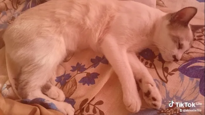 Gato raça Siamês idade 7 a 11 meses nome doação de gatas siameses 8 meses 