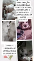 doação de gatas siameses 8 meses 