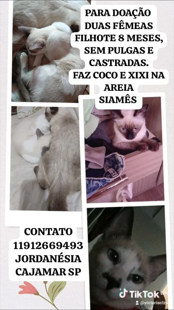 Gato raça Siamês idade 7 a 11 meses nome doação de gatas siameses 8 meses 