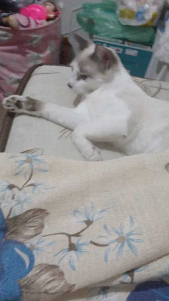 Gato raça Siamês idade 7 a 11 meses nome doação de gatas siameses 8 meses 