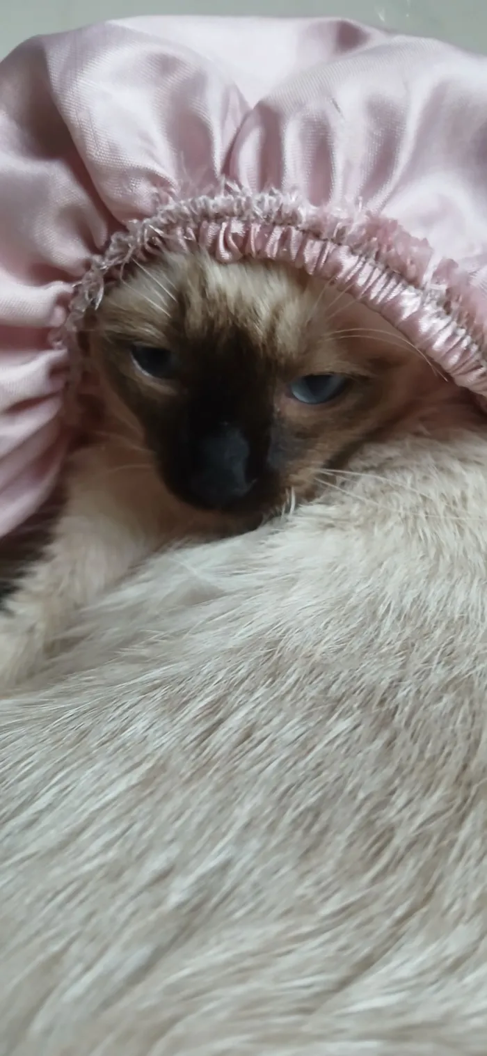 Gato raça Siamês idade 7 a 11 meses nome doação de gatas siameses 8 meses 