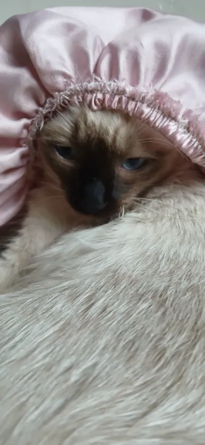 Gato raça Siamês idade 7 a 11 meses nome doação de duas gatas siameses