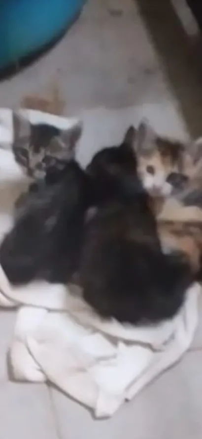 Gato raça SRD-ViraLata idade 2 a 6 meses nome gatinhos