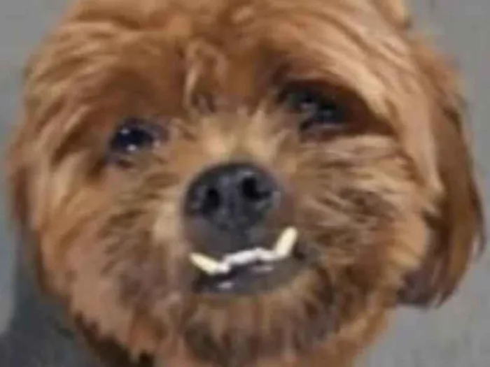 Cachorro raça Shitzu idade 7 a 11 meses nome Nino 