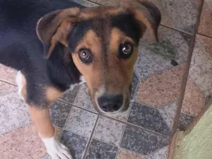 Cachorro raça SRD-ViraLata idade 2 a 6 meses nome Duque