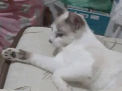 Gato raça Siamês idade 7 a 11 meses nome doação de gatas siameses 8 meses 