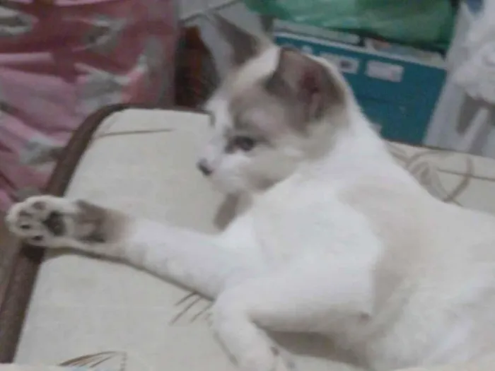 Gato raça Siamês idade 7 a 11 meses nome doação de gatas siameses 8 meses 
