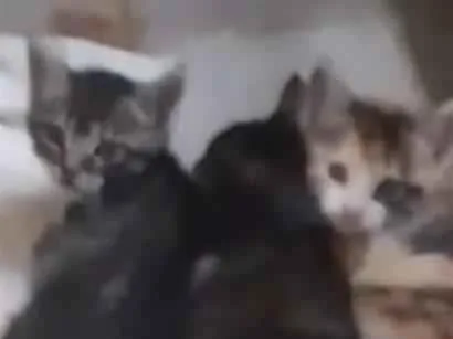 Gato raça SRD-ViraLata idade 2 a 6 meses nome gatinhos