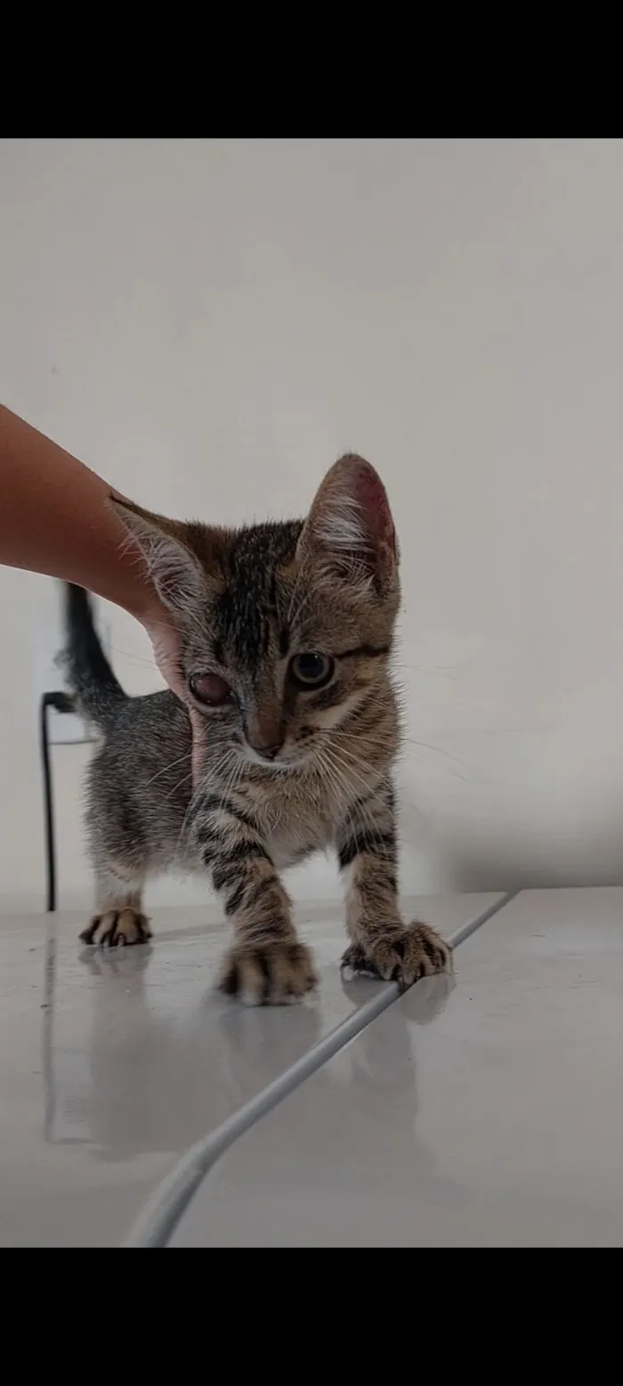 Gato raça SRD-ViraLata idade 2 a 6 meses nome Sem nome