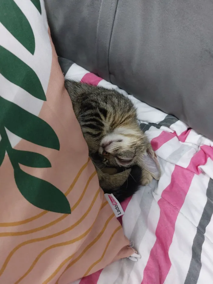 Gato raça SRD-ViraLata idade 2 a 6 meses nome Sem nome