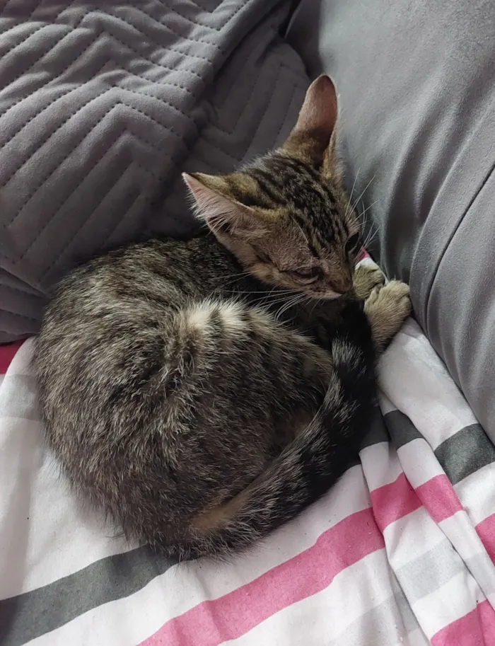 Gato raça SRD-ViraLata idade 2 a 6 meses nome Sem nome