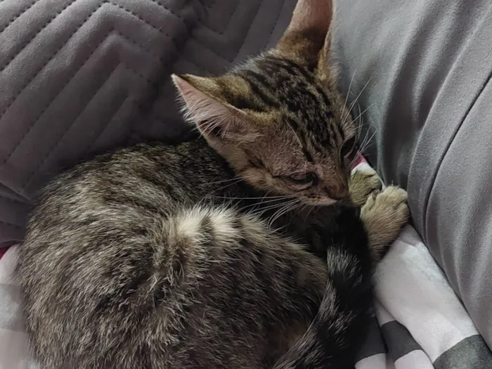 Gato raça SRD-ViraLata idade 2 a 6 meses nome Sem nome