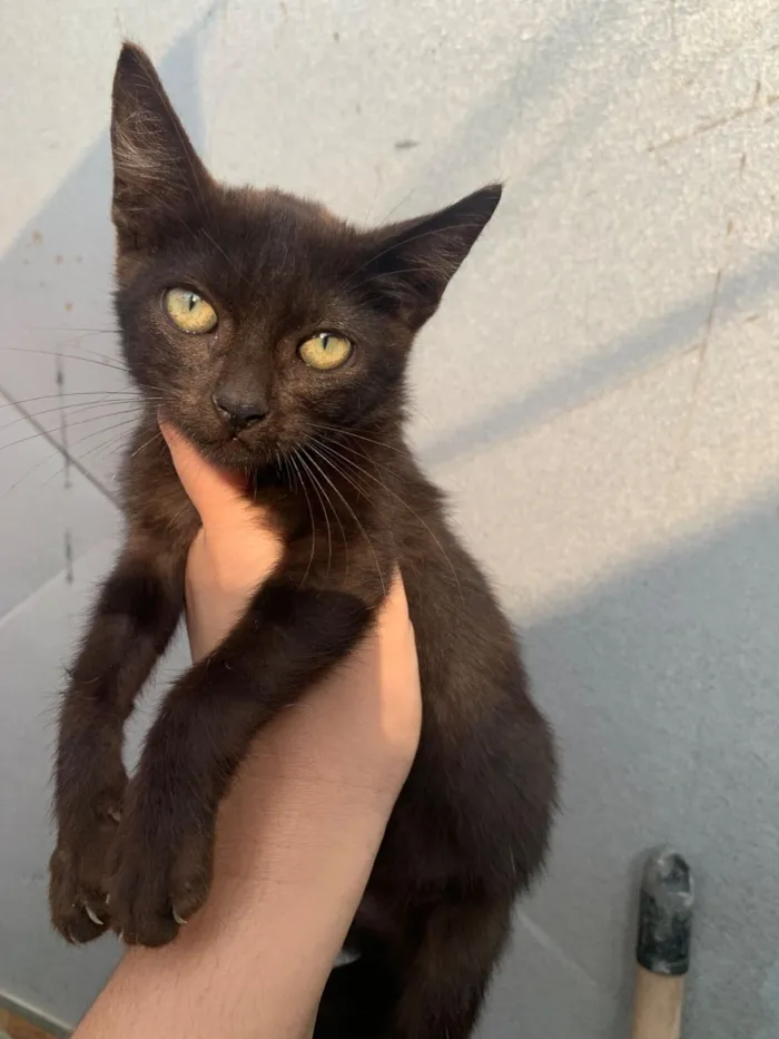 Gato raça SRD-ViraLata idade 2 a 6 meses nome Sushi e Luna 