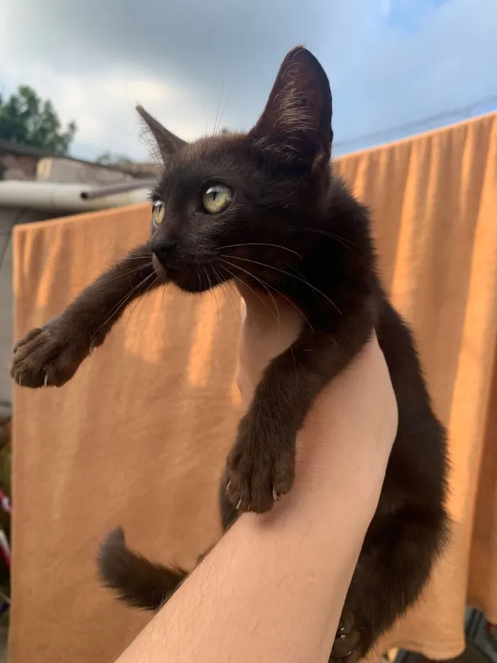 Gato raça SRD-ViraLata idade 2 a 6 meses nome Sushi e Luna 