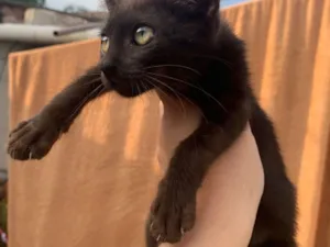 Gato raça SRD-ViraLata idade 2 a 6 meses nome Sushi e Luna 