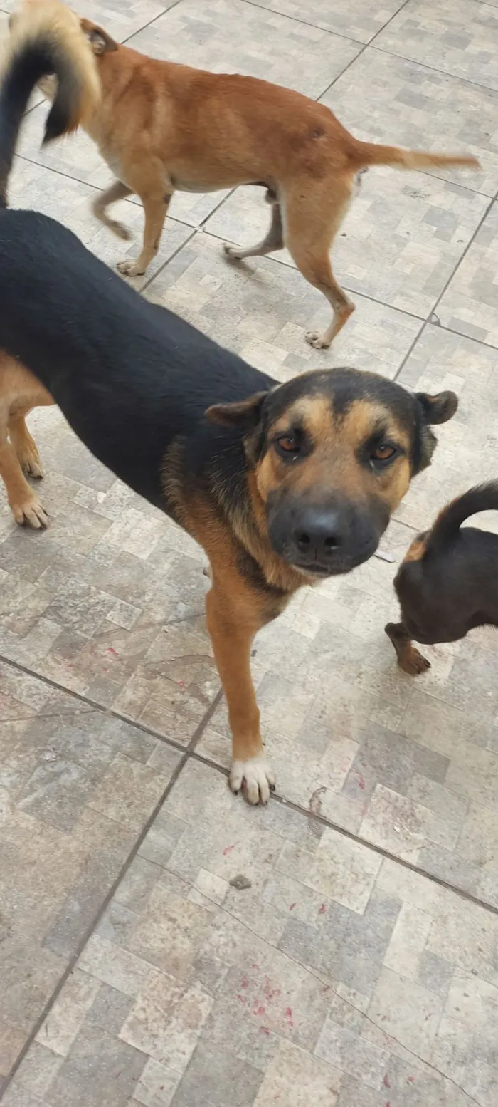 Cachorro raça SRD-ViraLata idade 2 anos nome Belo