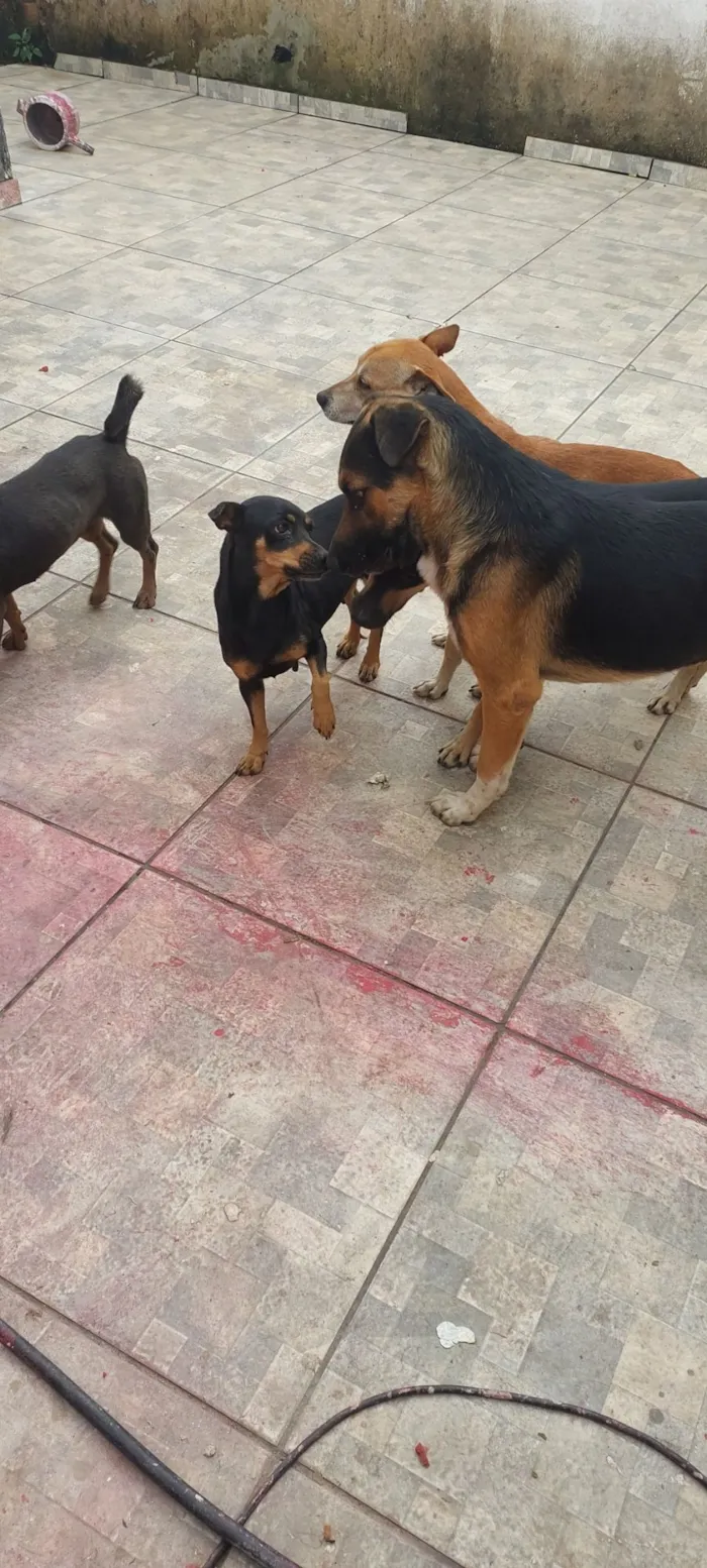 Cachorro raça SRD-ViraLata idade 2 anos nome Belo