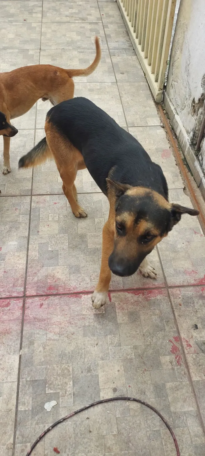 Cachorro raça SRD-ViraLata idade 2 anos nome Belo