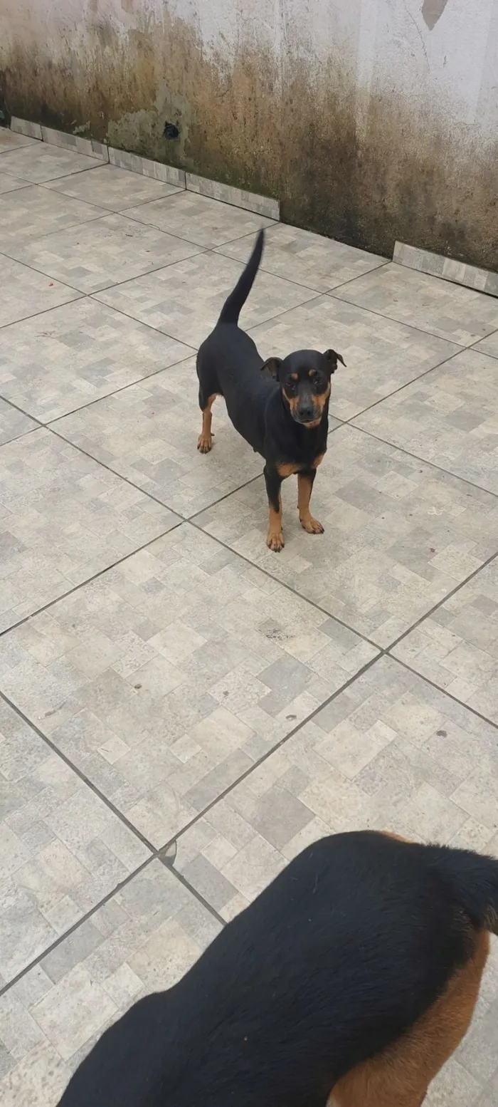 Cachorro raça SRD-ViraLata idade 4 anos nome Dalma