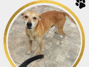 Cachorro raça SRD-ViraLata idade 6 ou mais anos nome Pernalonga