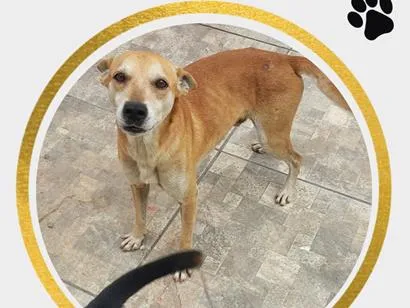 Cachorro raça SRD-ViraLata idade 6 ou mais anos nome Pernalonga