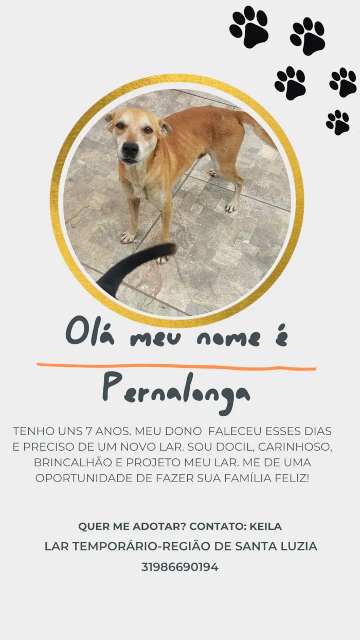 Cachorro raça SRD-ViraLata idade 6 ou mais anos nome Pernalonga