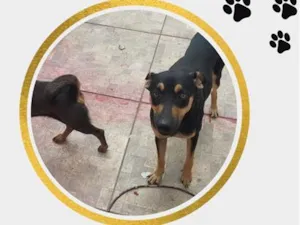 Cachorro raça SRD-ViraLata idade 1 ano nome Max