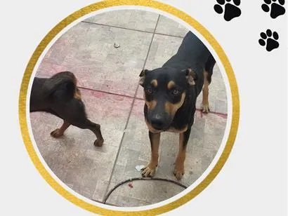 Cachorro raça SRD-ViraLata idade 1 ano nome Max