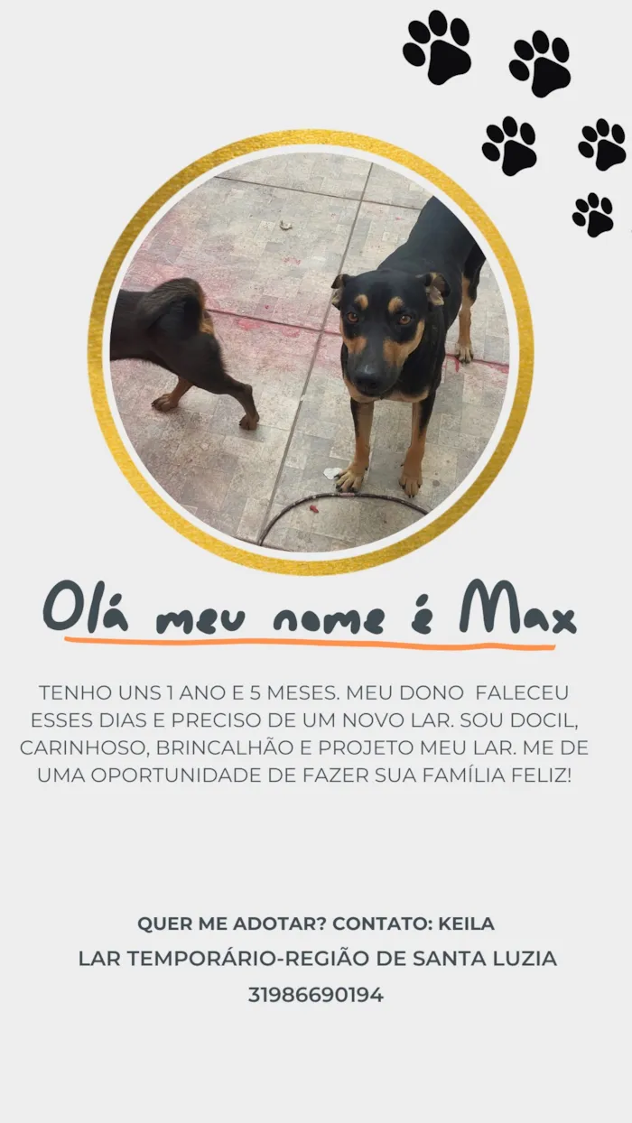 Cachorro raça SRD-ViraLata idade 1 ano nome Max