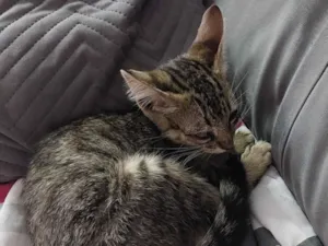 Gato raça SRD-ViraLata idade 2 a 6 meses nome Sem nome