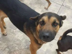 Cachorro raça SRD-ViraLata idade 2 anos nome Belo