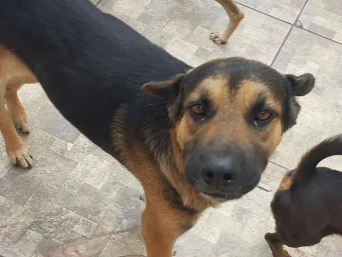 Cachorro raça SRD-ViraLata idade 2 anos nome Belo