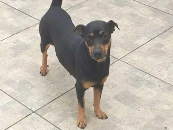 Cachorro raça SRD-ViraLata idade 4 anos nome Dalma