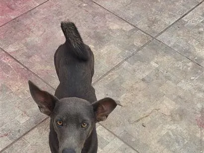 Cachorro raça SRD-ViraLata idade 1 ano nome Bela