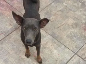 Cachorro raça SRD-ViraLata idade 1 ano nome Bela