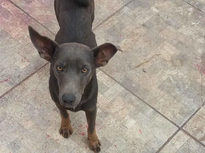 Cachorro raça SRD-ViraLata idade 1 ano nome Bela