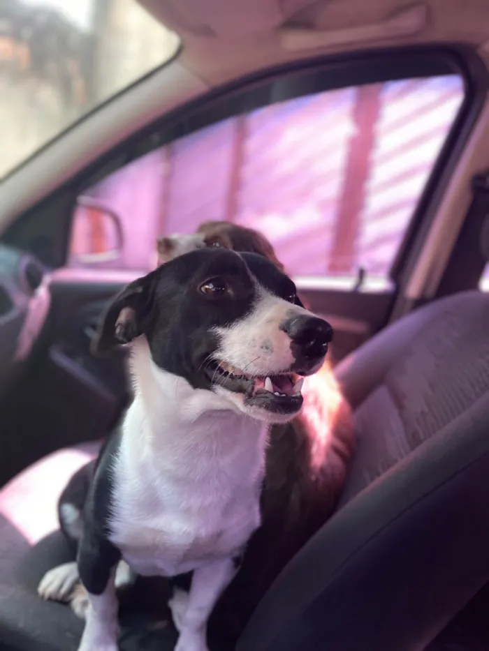 Cachorro raça SRD-ViraLata idade 3 anos nome Luke