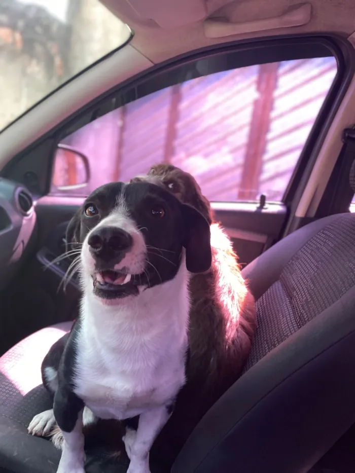 Cachorro raça SRD-ViraLata idade 3 anos nome Luke